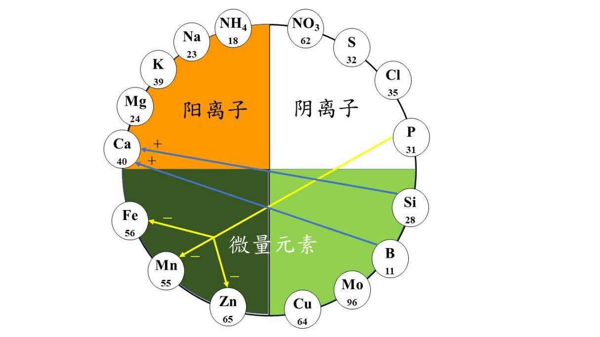 圖 3. 營養液中陰、陽離子的競爭與合作關係 (修改自Smits, 2011a, 2011b)